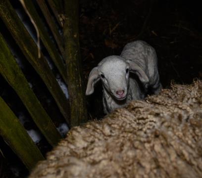 Predstava Božična noč pri Ivanovem izviru, sezona 2014-2015